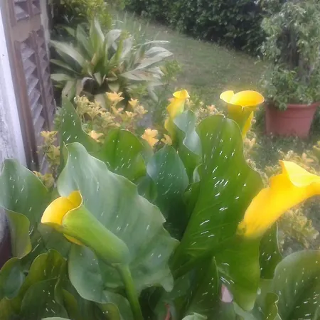 Bed & Breakfast Campomaggio Due